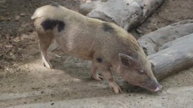 Mini Domuz Toprakta Yürüyor Ahşap Odunların yanında