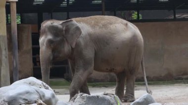 Sumatra Fili Sandığı Kullanarak Toz Banyosu Yapıyor