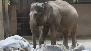 Sumatra Fili Esaret Altında Toz Banyosu Yapıyor