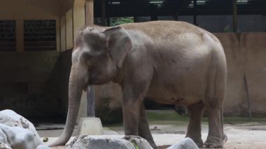 Sumatra Fili, gövdesine sandık ile toz püskürtür.