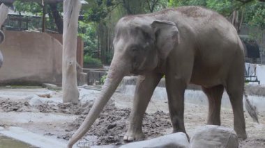 Sumatra Fili Hayvanat Bahçesinde Havuz kenarında Yürüyor