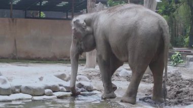 Sumatran Fili Hayvanat Bahçesi Koruması 'ndaki bagajından su püskürtüyor.