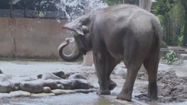 Sumatran Fili Hayvanat Bahçesi 'nde Vücuduna Su Söndürüyor