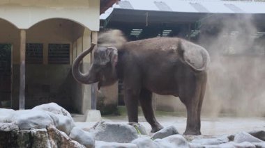 Sumatra Fili Hayvanat Bahçesinde Cilt Bakımı İçin Sırtına Toz Atar