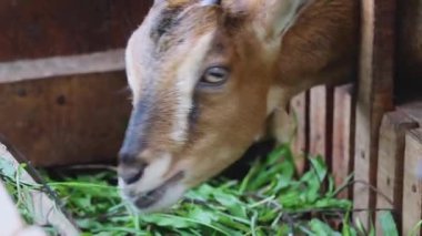 Keçi Tahta Kalemin İçinde Taze Çimen Yiyor