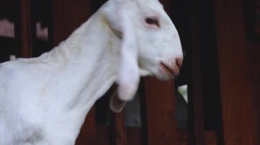 Beyaz Keçi Tahta Kalemin İçinden Bakıyor