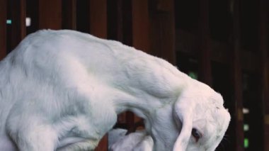 Beyaz Keçi Kafasını Tahta Kalemin İçine Koyuyor