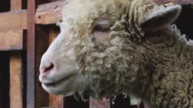 Koyun Çiğneme Beslemesini Tahta Kalemle Kapat