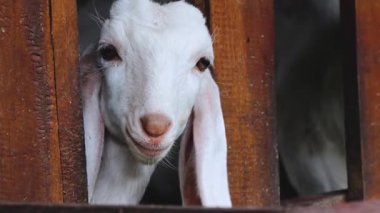 Beyaz Keçi Ahşap Çitin Arasından Bakıyor