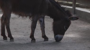 Kum Sahasında Yiyen Eşeğin Kapanışı