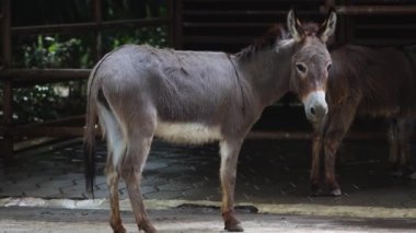 Eşek Duruşu ve Çiftlikteki Kameraya Bakış
