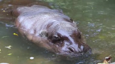 Pigme Hippopotamus Suda Rahatlıyor
