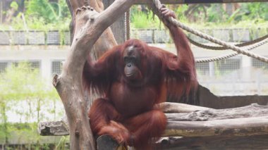 Orangutan Ağaç Dalında Oturuyor ve Hayvanat Bahçesi 'nde Geri Dönüyor