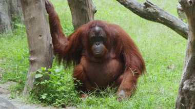 Çimenlerde Oturan Orangutan ve Doğal Yaşam Alanında Yan Bakış