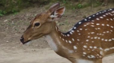 Benekli Geyik Dil Çıkıntısı Yakından