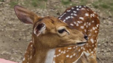 Benekli Geyik Fawn Arkaya Bakıyor