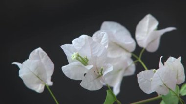 Beyaz Bougainvillea 'nın Kapanışı Rüzgarda Yavaşça Sallanan Çiçekler