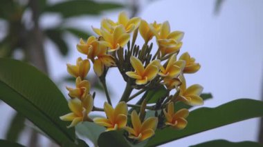 Sarı Frangipani Çiçeklerinin Kapanışı veya Bunga Kamboja Yumuşak Tropikal Işık Altında Çiçek Açıyor
