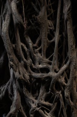 Birbirine dolanmış Ağaç Kökleri Koyu Doğal Kalıpta Dokular