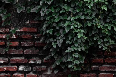 Yeşil Sarmaşık ve Tırmanma Tesisleri ile kaplı Eski Tuğla Duvar