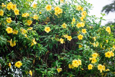 Sarı Allamanda Çiçekleri Tropikal Bahçedeki yemyeşil sarmaşıkta bolca çiçek açıyor