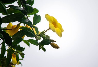 Sarı Allamanda Çiçeği Parlak Gökyüzüne Karşı Asma Üzerine Yağmur Damlaları