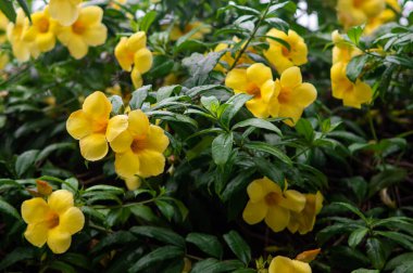 Çiçek açan sarı Allamanda Çiçekleri Yağmurdan sonra gür tropikal yapraklarda