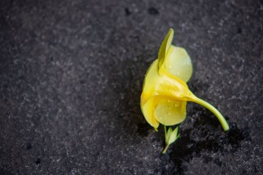 Side View of Fallen Yellow Allamanda Flower on Dark Asphalt