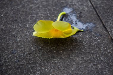 Underside View of Fallen Yellow Allamanda Flower Beside Rain Puddle on Asphalt