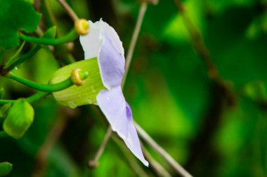 Açık Mor Thunbergia Çiçeği ve Yeşil Bud 'ın Arka Işığı Görünümü