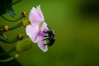Siyah Tozlaştırıcı Böcek Tropikal Makro 'daki Pembe Çiçekten Nektar Topluyor