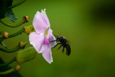 Siyah Tozlaştırıcı Böcek Tropikal Makro Doğa 'da Pembe Çiçeğe Yaklaşıyor