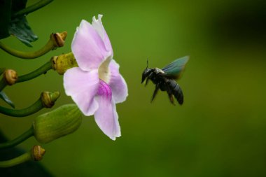 Siyah Tozlaştırıcı Böcek Tropikal Makro Sahnede Pembe Çiçeğin yanında Uçuyor