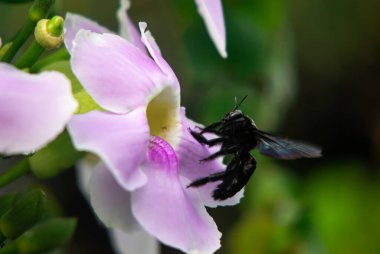 Siyah Tozlaştırıcı Böcek Pembe Çiçek Ziyareti