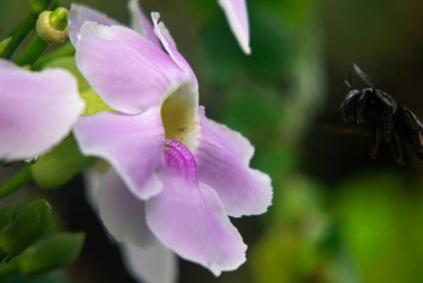 Siyah Tozlaştırıcı Böcek Pembe Çiçek Makro Eylemlerinden Uçuyor