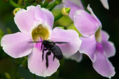 Siyah Tozlaştırıcı Böcek Pembe Çiçek Çiçek Makrosunu Ziyaret Ediyor