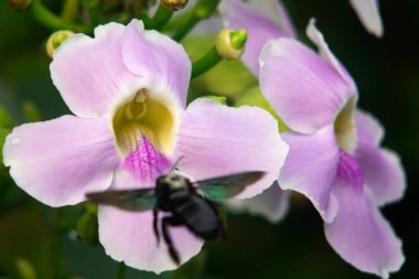 Siyah Tozlaştırıcı Böcek Pembe Çiçek Makrosuna Yaklaşıyor