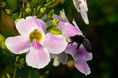 Siyah Tozlaştırıcı Böcek Pembe Çiçek Makrosunun üstüne kondu