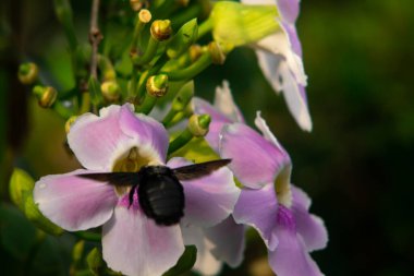 Siyahi Marangoz Arı Tozlaşma sırasında Pembe Çiçek 'te Süzülüyor