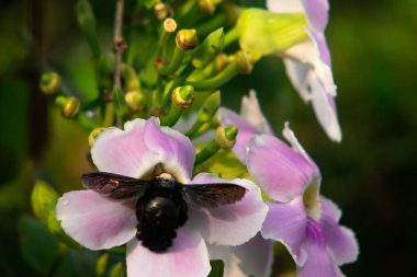 Siyah Marangoz Arı Pembe Trompet Çiçeğinde Uçuyor