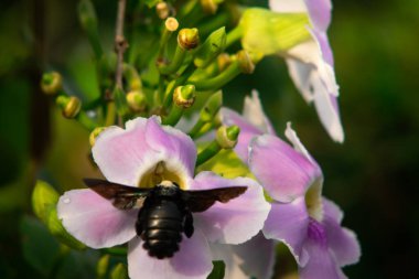 Siyah Marangoz Arısı Pembe Trompet Çiçeğinden Nektar Topluyor
