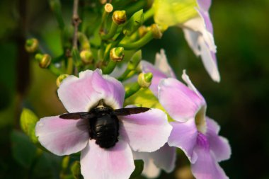 Siyah Marangoz Arı Pembe Trompet Çiçeğinde Nektar Besliyor