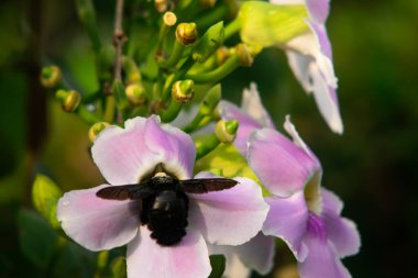 Siyah Marangoz Arı Pembe Trompet Çiçeği Makro Tozlaşma Sahnesinde Uçuyor