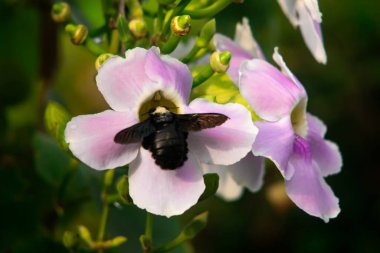 Siyah Marangoz Arı Pembe Trompet Çiçeğinde Nektar Besliyor