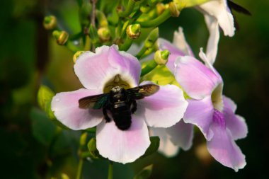 Siyah Marangoz Arı Pembe Trompet Çiçeğini Ziyaret Ediyor