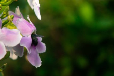 Marangoz Arı Pembe Trompet Çiçeğinin İçinde