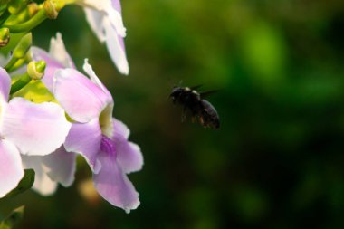 Siyah Marangoz Arı Yeşil Tomurcuklu Yumuşak Pembe Trompet Çiçeğine ve Sıcak Sabah Işığında Doğal Bokeh Arkaplanına doğru Uçuyor