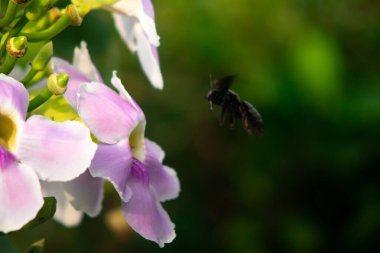 Siyah Marangoz Arı, Yeşil Tomurcuklu Yumuşak Pembe Trompet Çiçeği ve Sıcak Sabah Günışığında Doğal Bokeh Arkaplanı