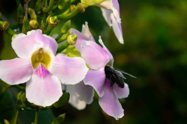 Yeşil tomurcukları ve gür tropikal yaprakları olan yumuşak pembe tropik çiçekleri üzerine Nektar Toplayan Siyah Marangoz Arı Doğal Yeşil Bokeh ile Keskin Makro Fotoğrafları Çekiyor