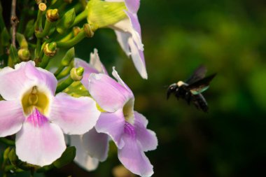 Siyah Marangoz Arı Tropikal Bahçede Yeşil Tomurcuklu Yumuşak Pembe Trompet Çiçeklerine doğru Uçuyor, Dinamik Makro Fotoğraf Doğal Işık ve Pürüzsüz Yeşil Bokeh